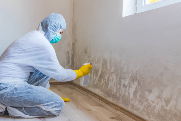 Licensed Mold Remediation service in Buckingham, PA - WQB Mold Removal